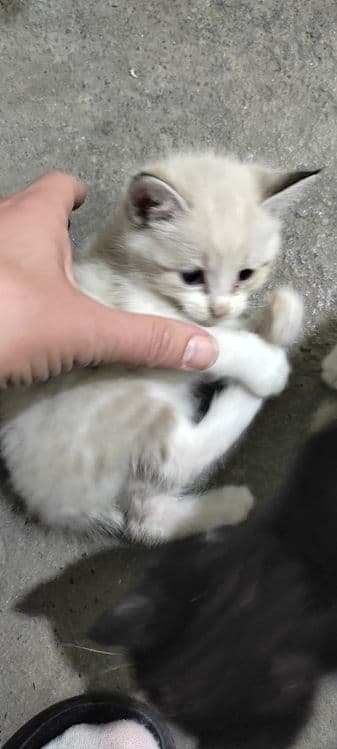Котята домашние кушают самостоятельно ходят в латок — 3