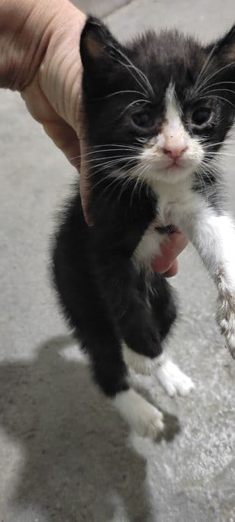 Котята домашние кушают самостоятельно ходят в латок — 4