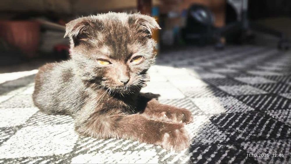 Котик Британский вислоухий девочка, приучена к лотку — 1