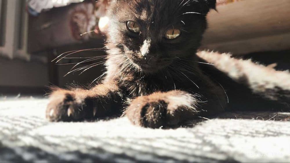 Котик Британский вислоухий девочка, приучена к лотку — 2