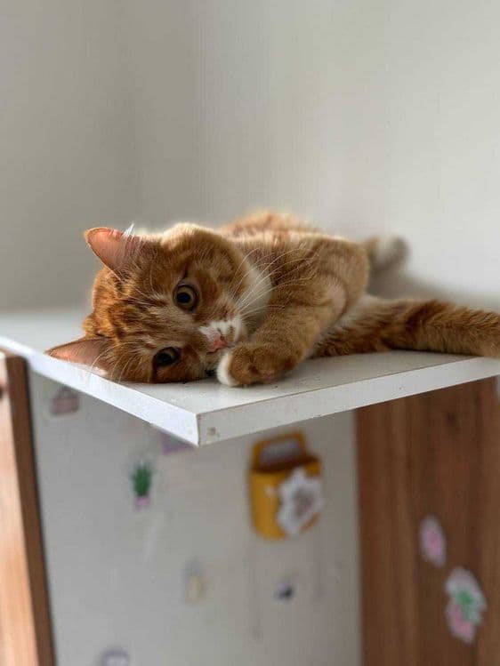Кошечка в добрые руки — 3