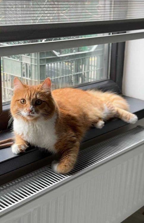 Отдам котенка в добрые руки — 3