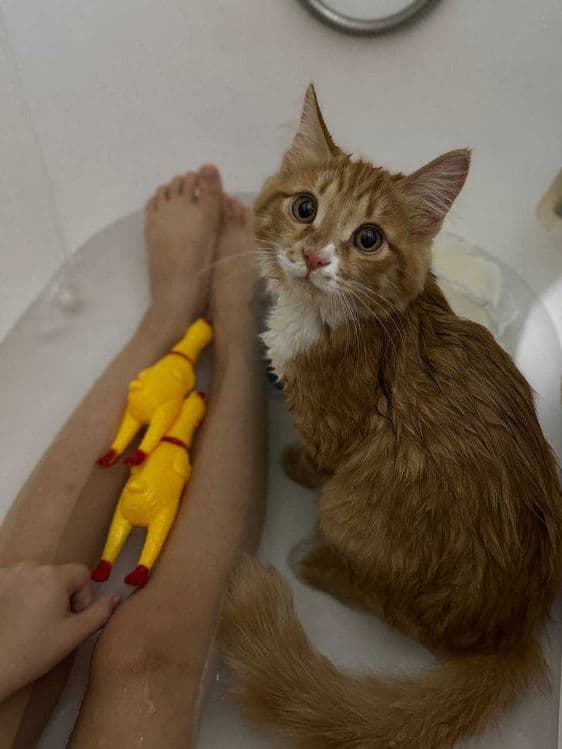 Отдам котенка в добрые руки — 4