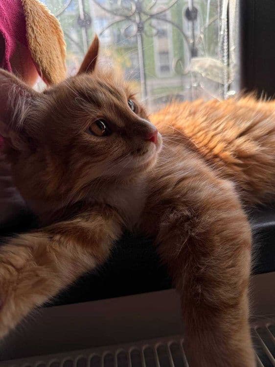 Отдам котенка в добрые руки — 5