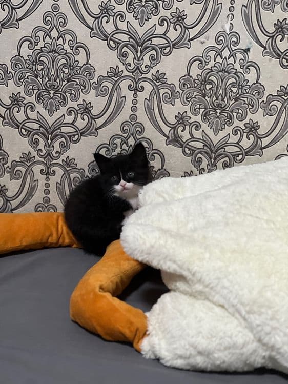 Шустрый котенок 1 месяц. — 2