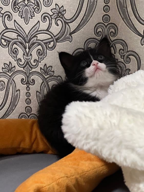 Шустрый котенок 1 месяц. — 3