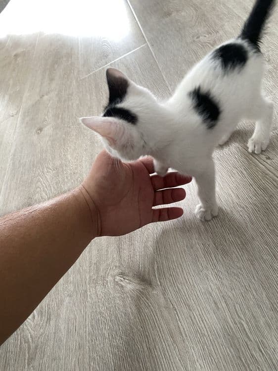 Котик, Mushuk bolasi ( hamma narsasi bilan ) — 8