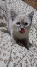 Котята сиамские два мальчика