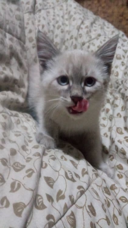 Котята сиамские два мальчика