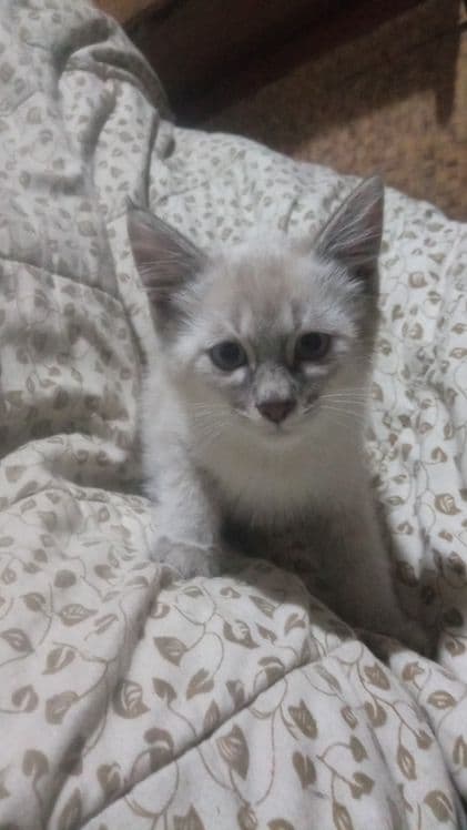 Котята сиамские два мальчика — 2