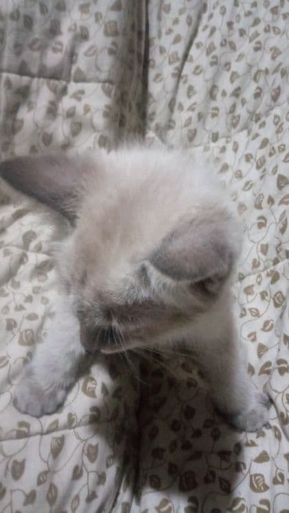 Котята сиамские два мальчика — 3