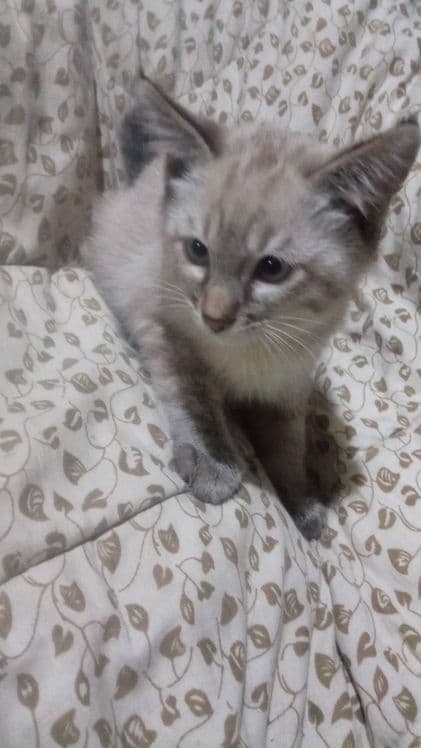 Котята сиамские два мальчика — 4