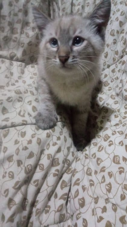 Котята сиамские два мальчика — 5