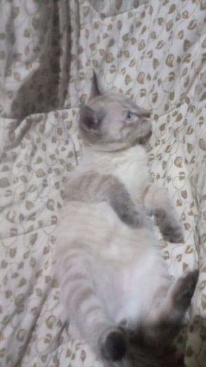Котята сиамские два мальчика — 6