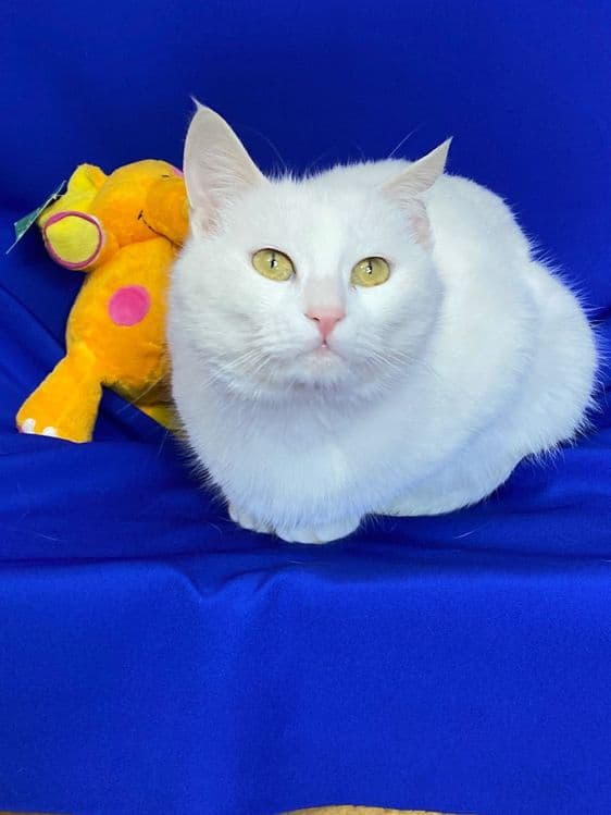 Кошка Алиска ищет дом! — 4