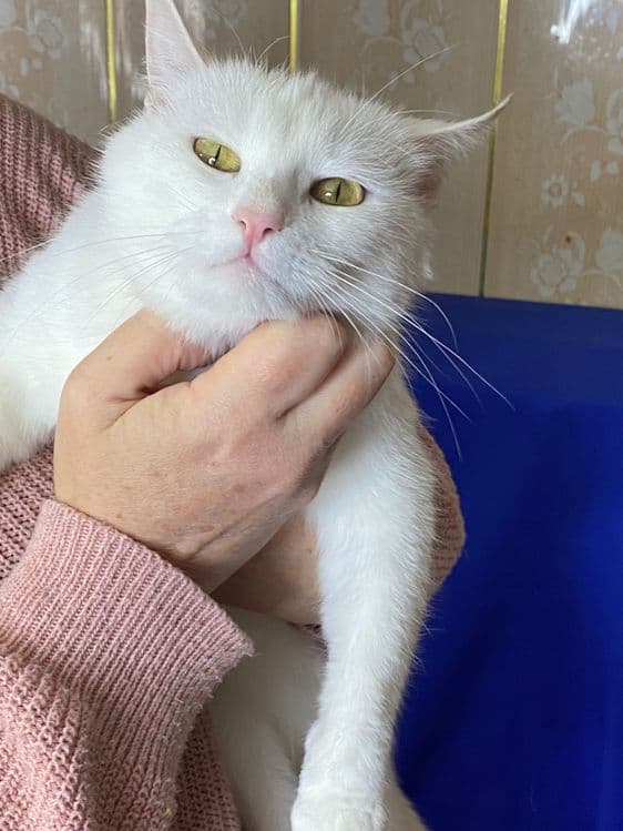 Кошка Алиска ищет дом! — 5
