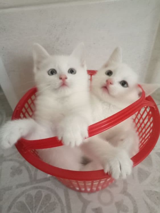 Продаётся кошечка — 2