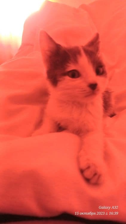 Котёнок милейший — 2
