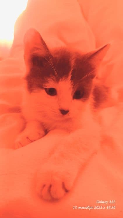 Котёнок милейший — 3