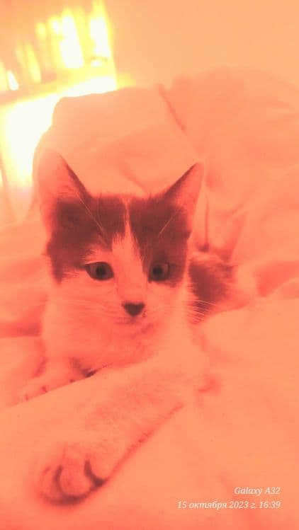 Котёнок милейший — 4