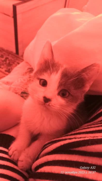 Котёнок милейший — 5