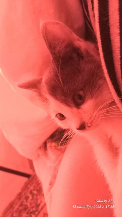 Котёнок милейший — 6
