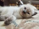 Котята недорого.
