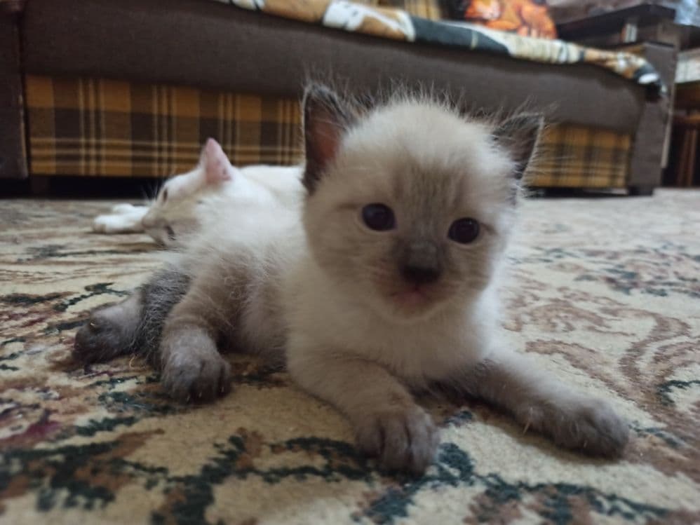 Котята недорого. — 2