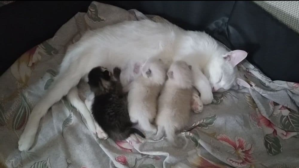 Котята недорого. — 3