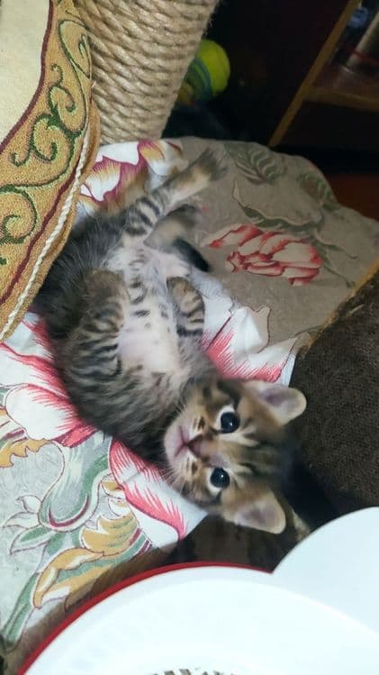 Котята недорого. — 4