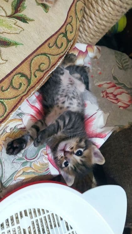 Котята недорого. — 5
