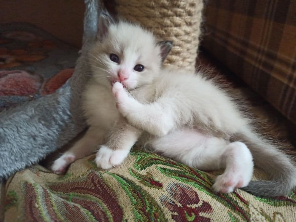 Котята недорого. — 6