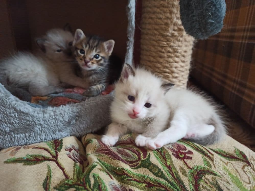 Котята недорого. — 7