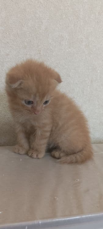 Вислоуха мушу боллари сотилади, 3 ойли болади — 2