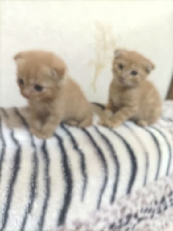 Вислоуха мушу боллари сотилади, 3 ойли болади — 5