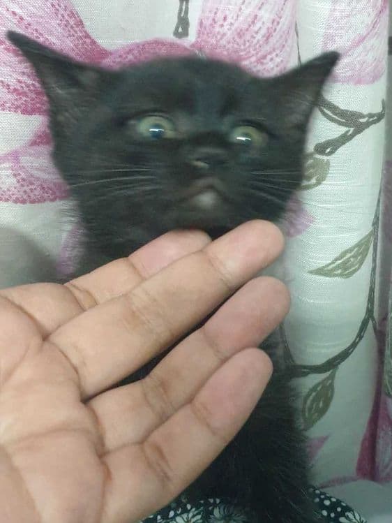 Котята от породистых родителей  Скоттиш-фолд и Скоттиш-страйт — 2