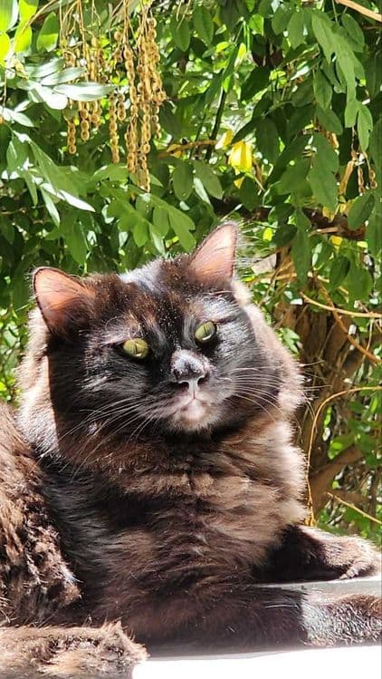 Котята от породистых родителей  Скоттиш-фолд и Скоттиш-страйт — 4