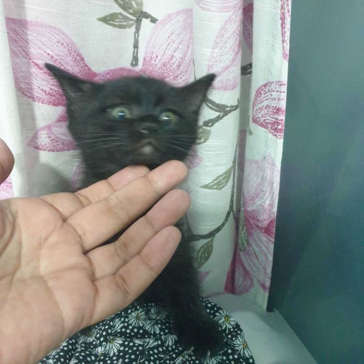 Котята от породистых родителей — 1