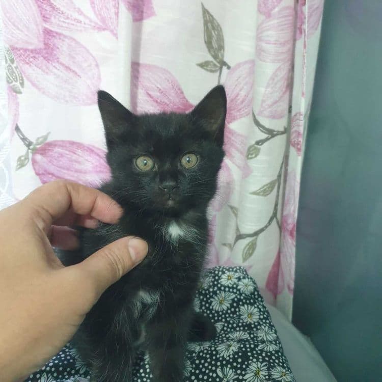 Котята от породистых родителей — 2