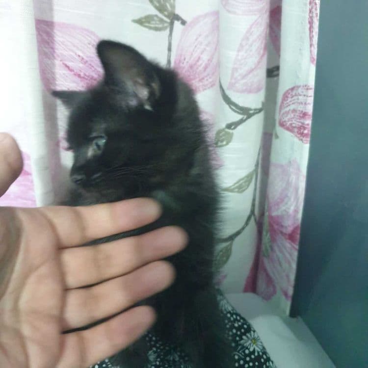 Котята от породистых родителей — 3