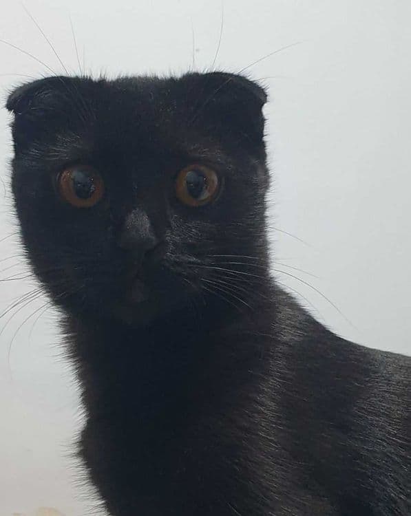 Котята от породистых родителей — 4