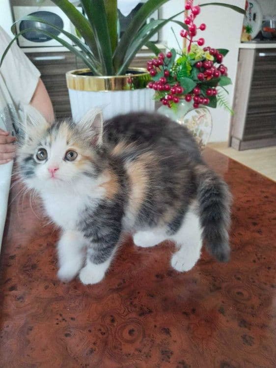Трехцветки котята в добрые руки — 5