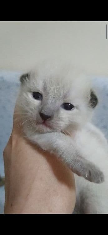 Недорого котята. — 2