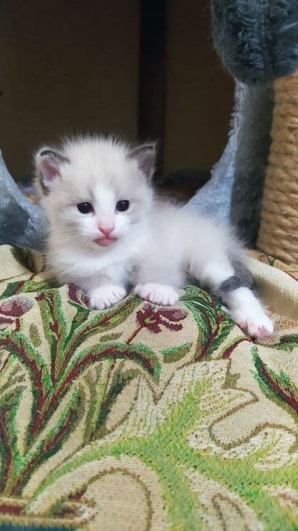 Недорого котята. — 3