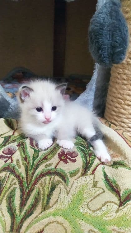 Недорого котята. — 4