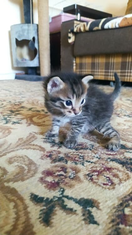 Недорого котята. — 5