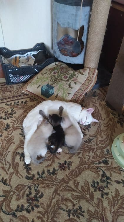 Недорого котята. — 6
