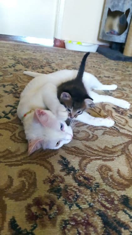 Недорого котята. — 7