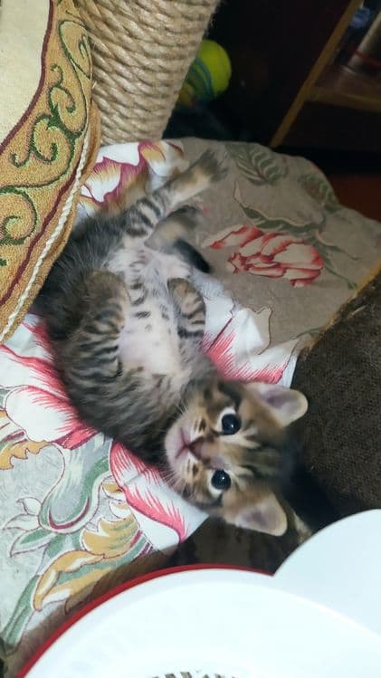 Недорого котята. — 8