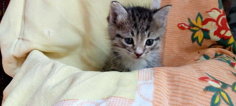 Котята в добрые и заботливые руки — 2